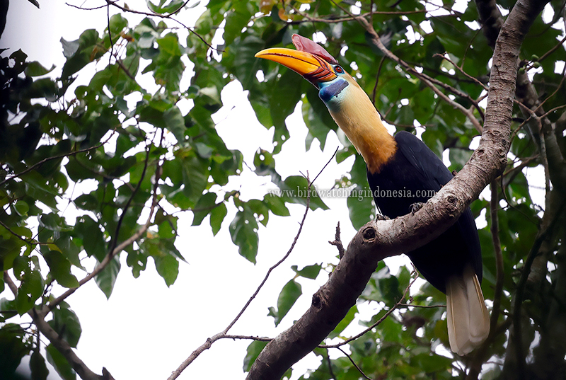 Knobbed Hornbill