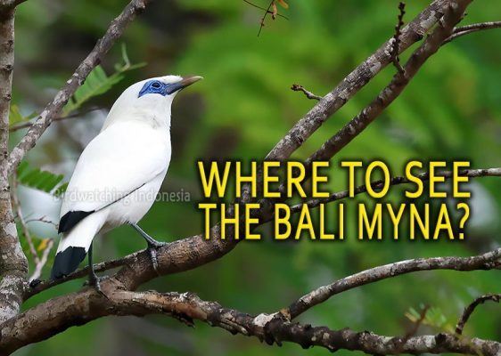 Bali Myna Location