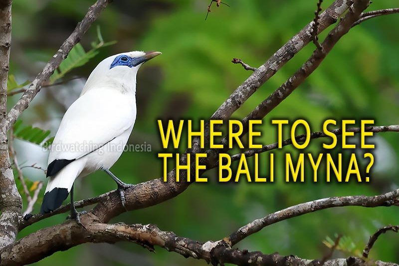 Bali Myna Location