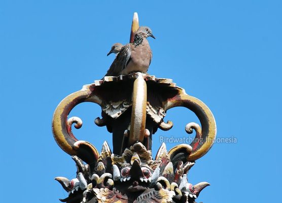 Bali Birdwatching Spots